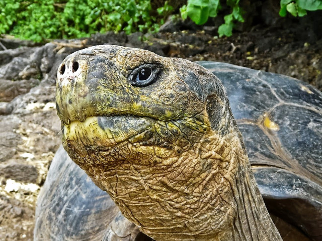 QuitoMoradoresdeGalapagos