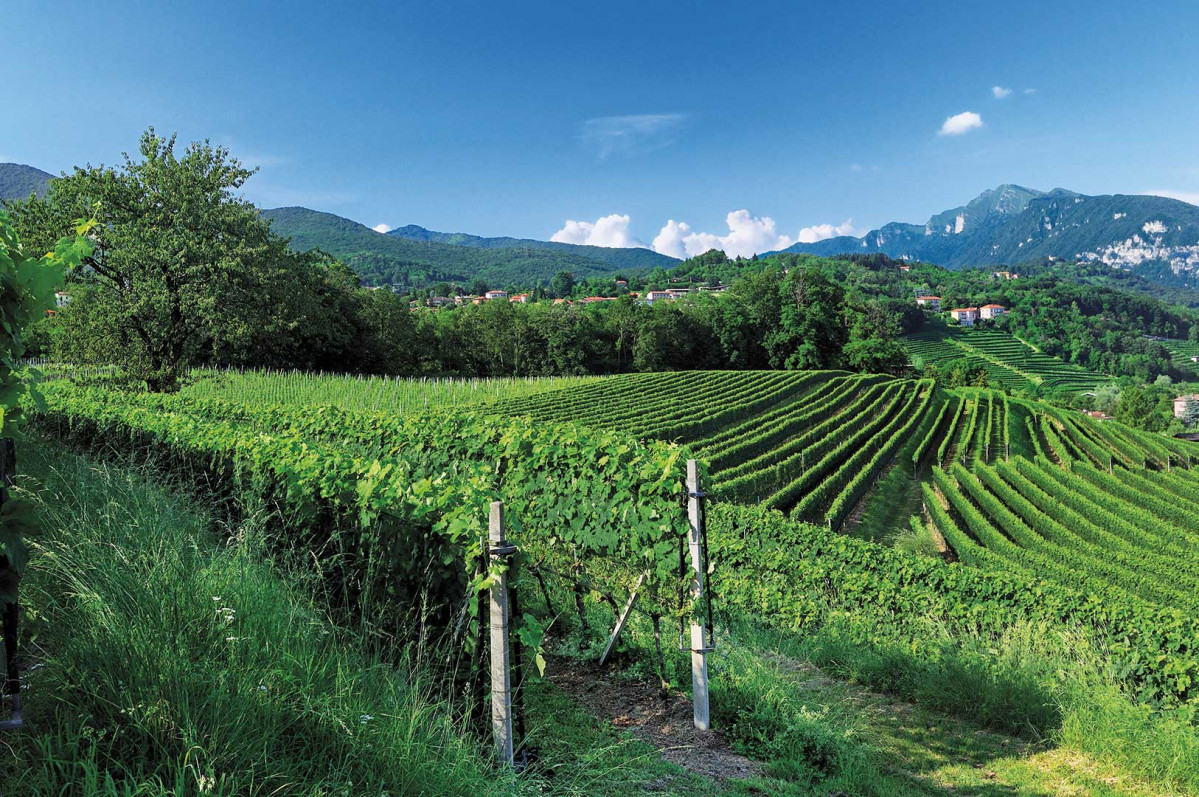 Ticino Vineyards Mendrisiotto Region Ticino