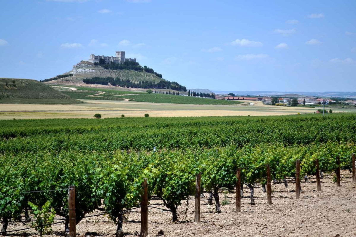 Ruta del vino en Ribera de Duero