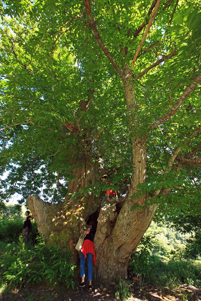 Reserva de la Biosfera de los Ancares Leoneses02. Castanu2560u00e2o de Villasumil