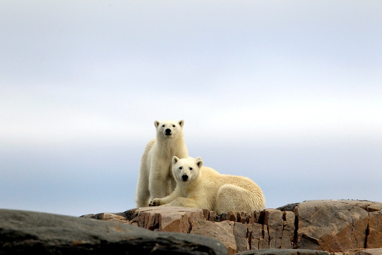 Polar bear cubs HGS 10985 