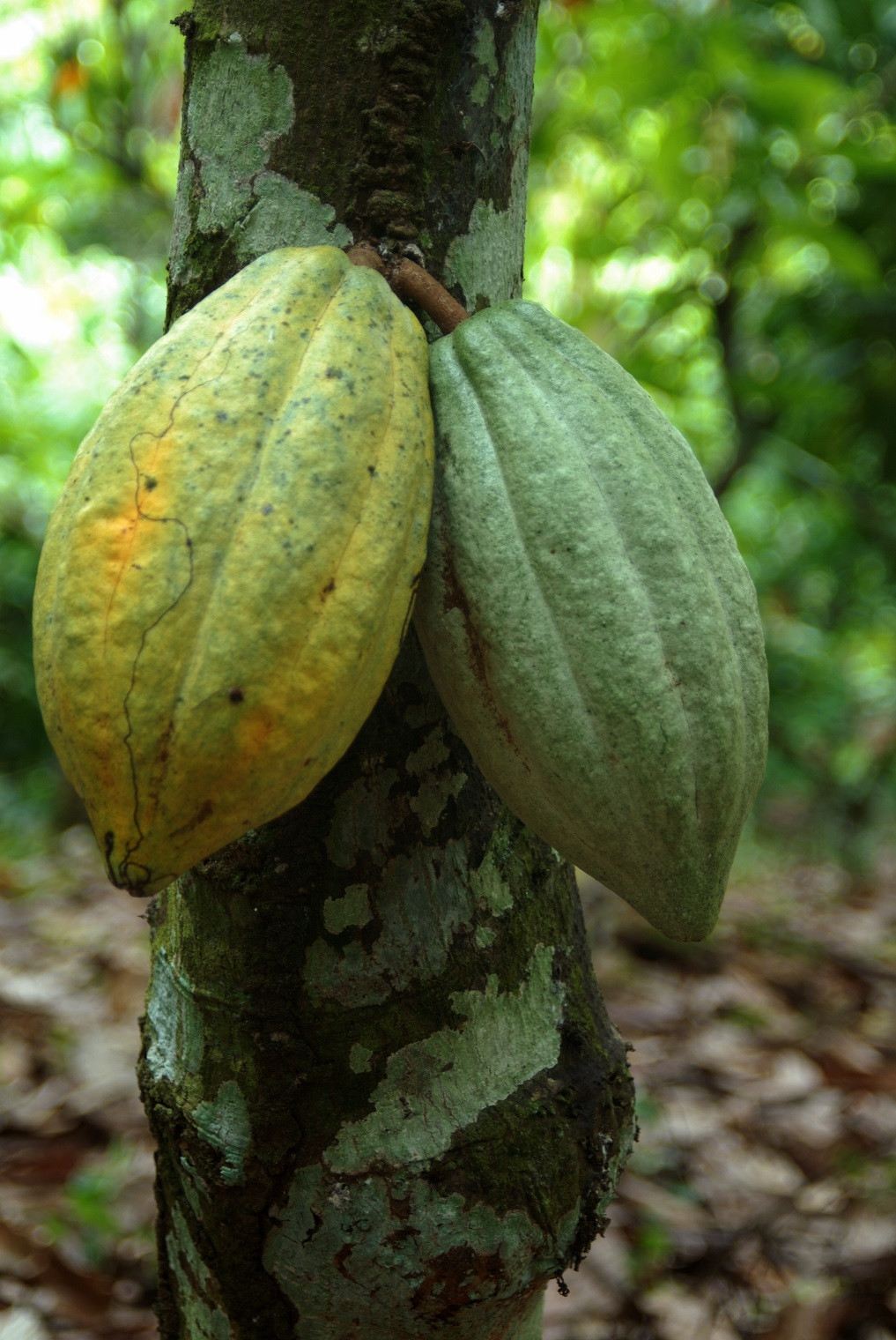 Cacao 002 (1)