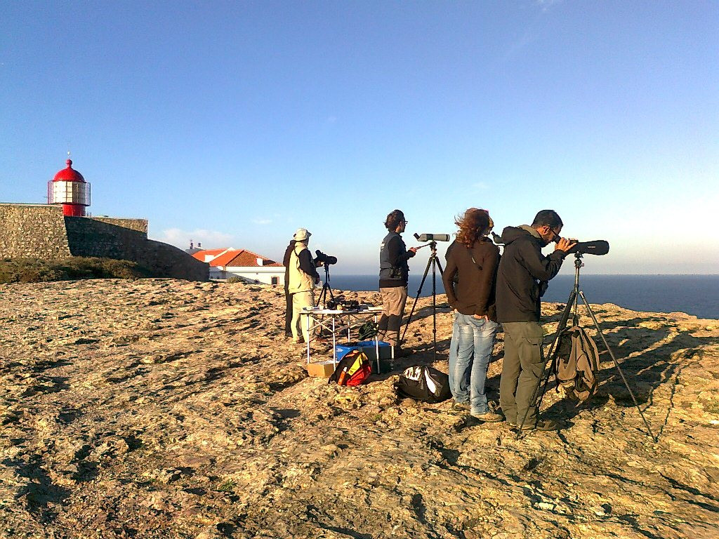 Algarve OrnitologíaFestival Observación Aves VANESSA OLIVEIRA