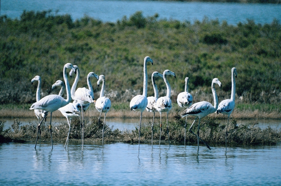 Naturaleza en el Algarve   Flamencos   Turismo do Algarve