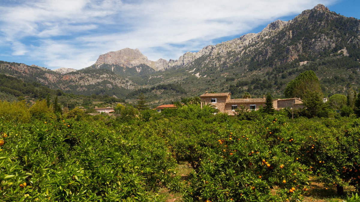 Mallorca valle de los naranjos