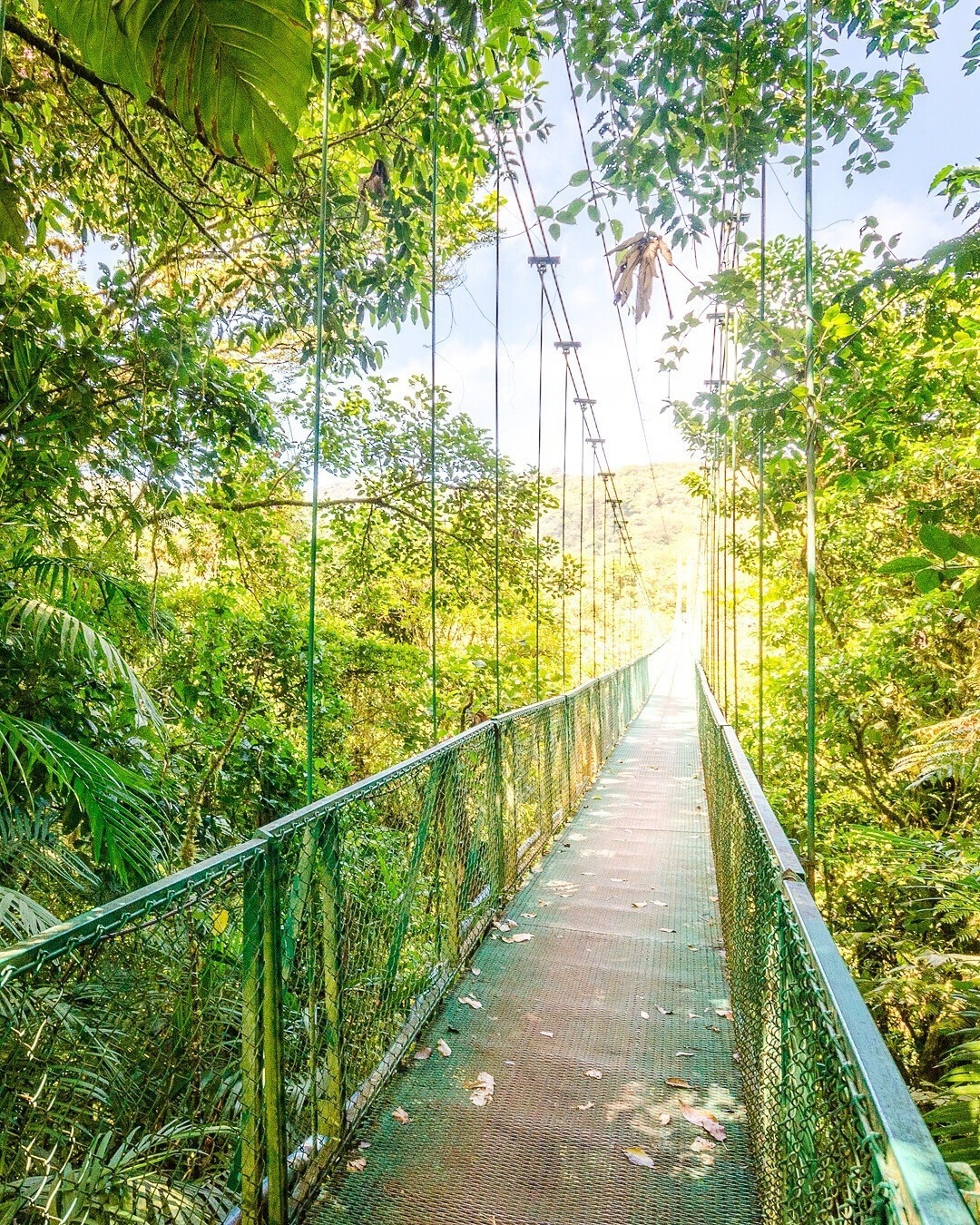 Costa Rica, Monteverde 1350