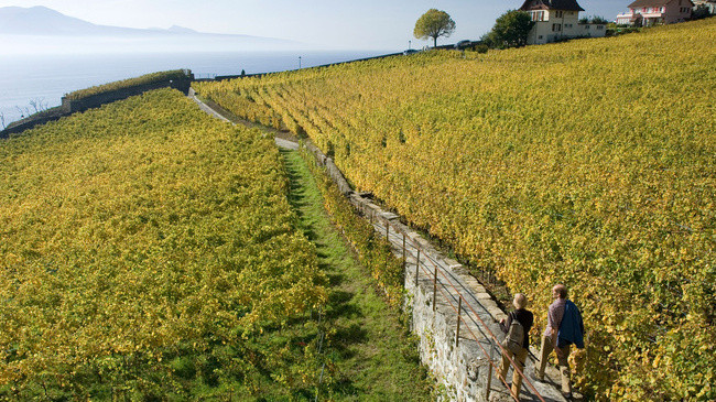 Senderismo por los viñedos de Lavaux