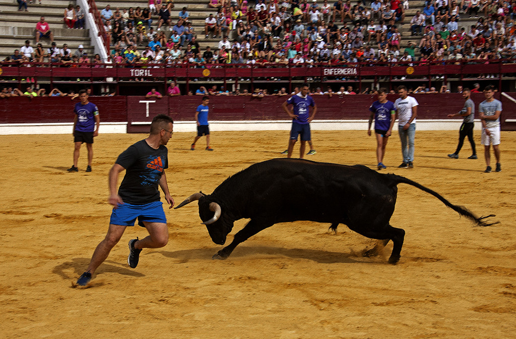 Ferias y Fiestas de San Antolin11. Toro de las Once