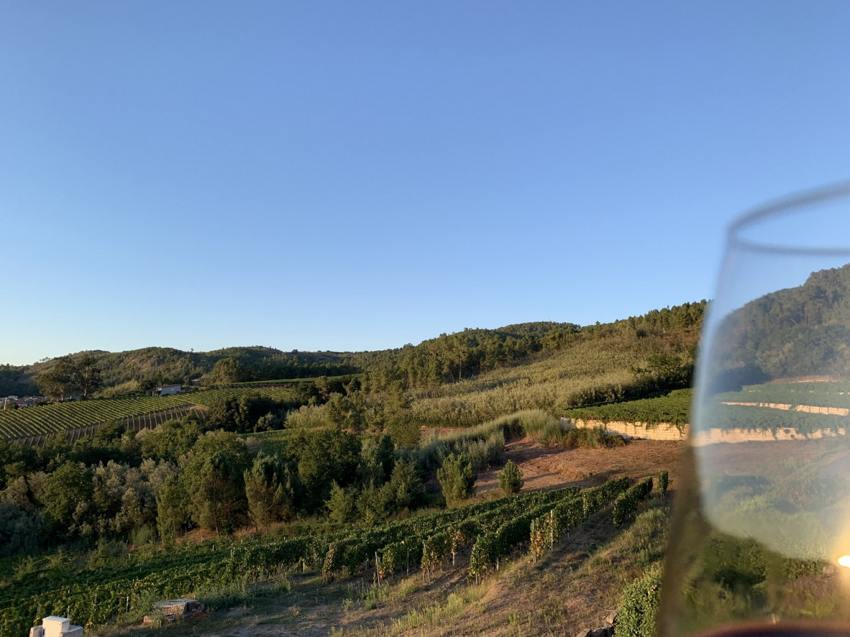 Paisaje de los Viu00f1edos del Ribeiro desde el Mirador del mUseo del Vino de Galicia IMG 4838