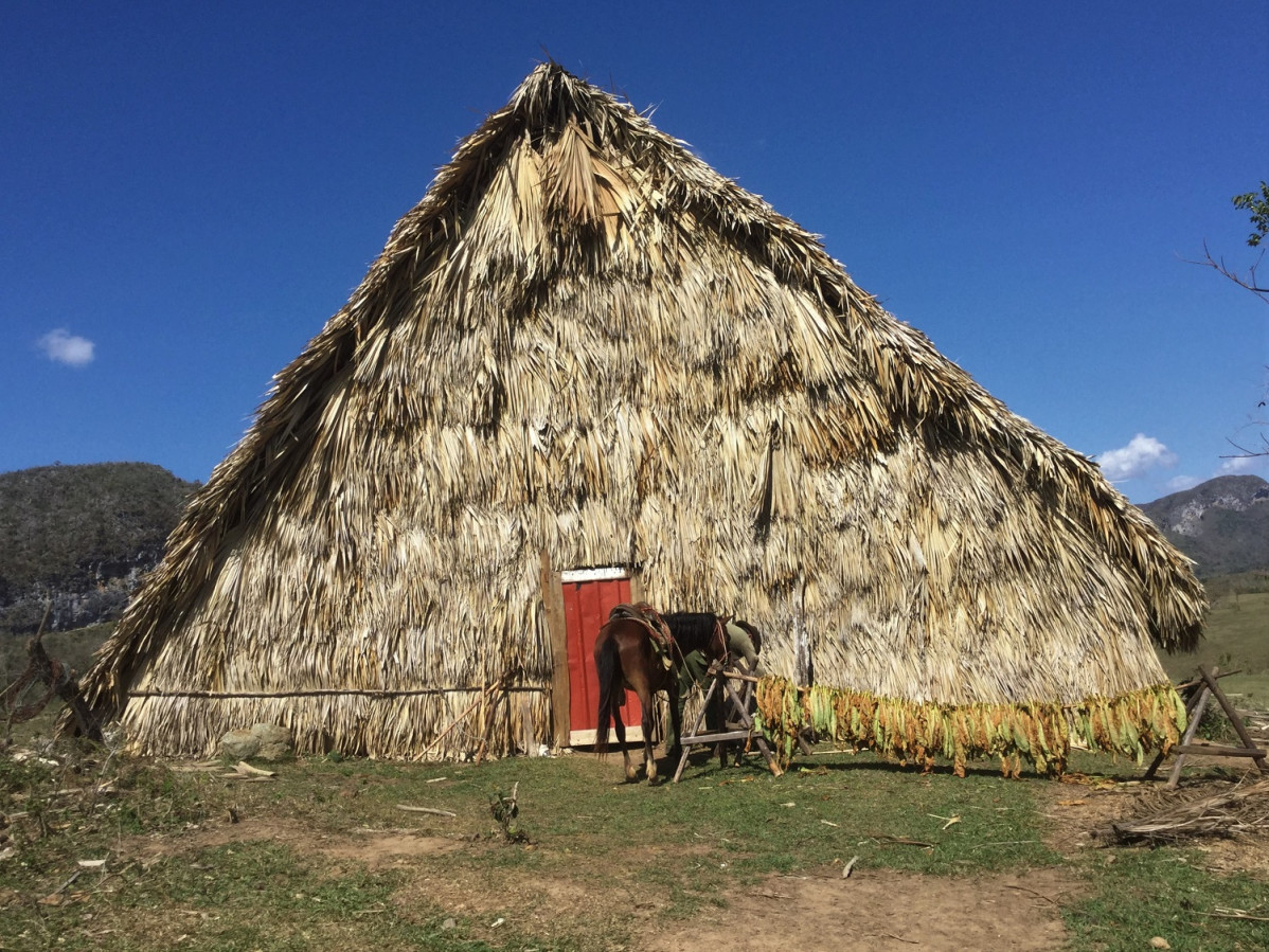 Viu00f1ales   Las cabau00f1as, que hacen de secadero de la hoja de la planta del tabaco, es una escena habitual en los campos del valle.  1499 Miu00f1a IMG 2333