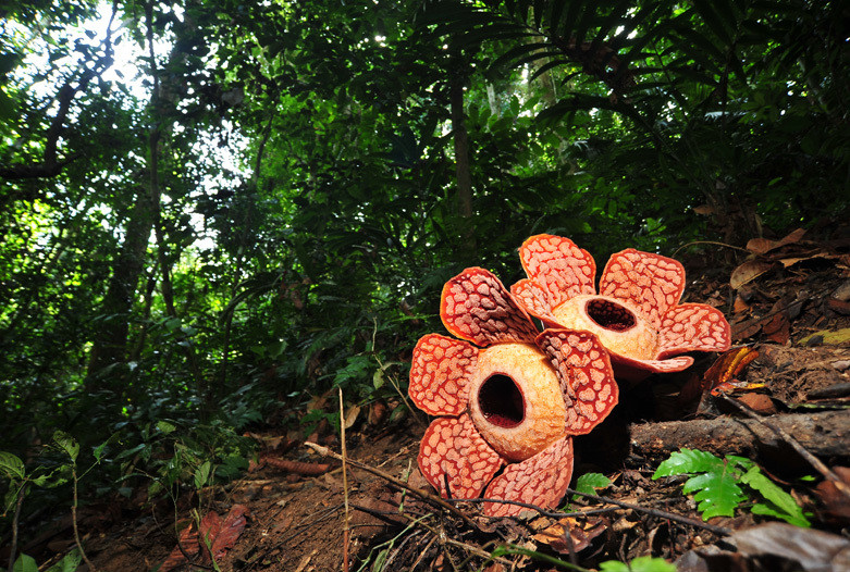 Viaje a malasia  belum rafflesia