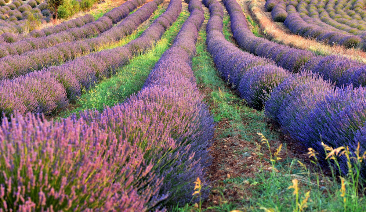 Kuyucak Village Lavender Gardens