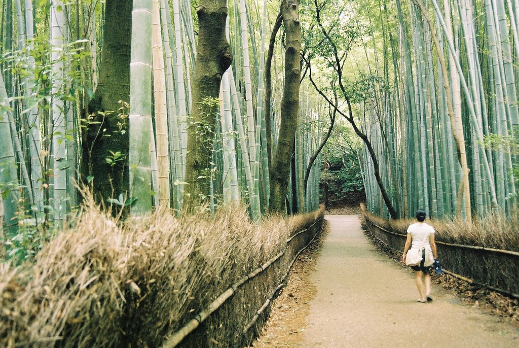 BosquesdeBambenArashiyamaKyoto