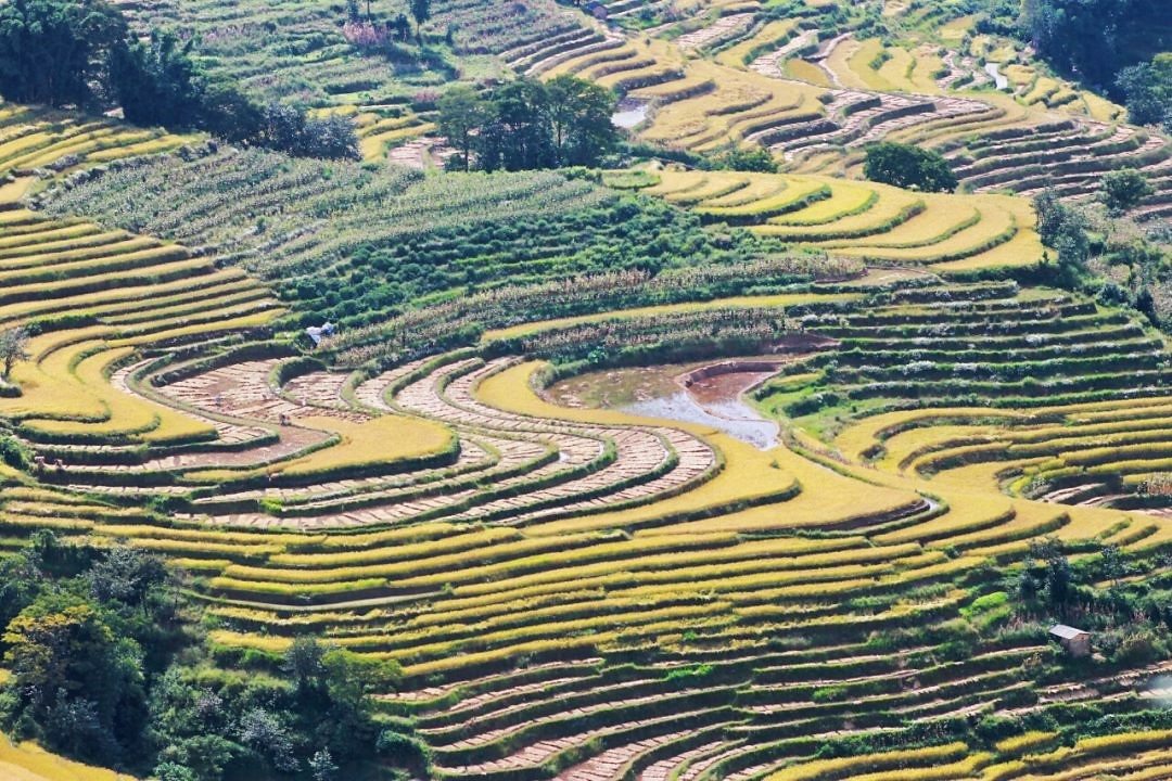 ChinaYuanyangRiceTerraces