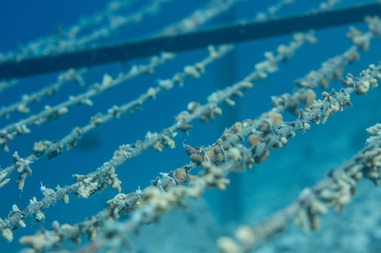 Coralrecovery1489
