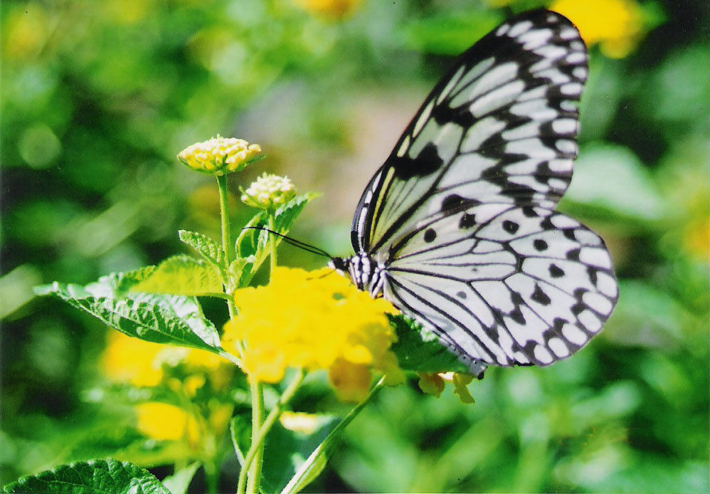 FilipinasPuertoPrincesabutterflygarden