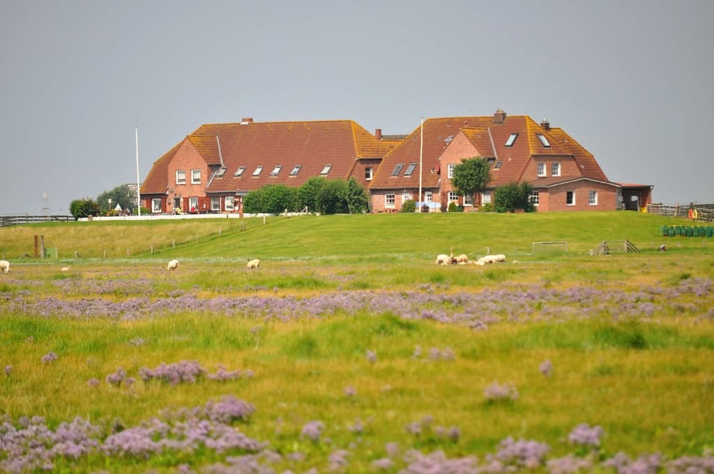 HalligNordstrandischmoorflora