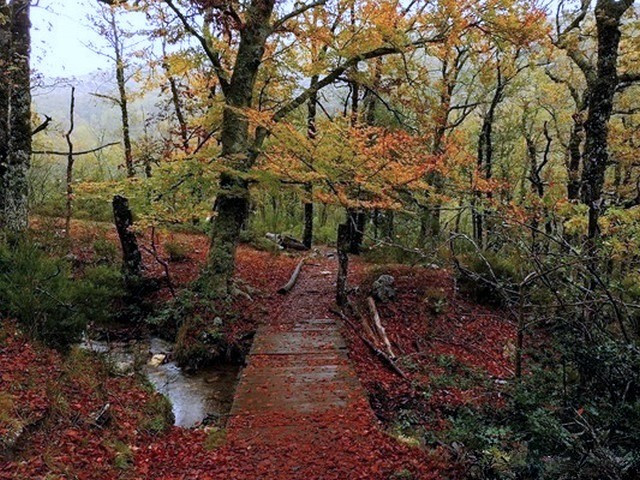 Hayedo de Montejo Sierra del rincon