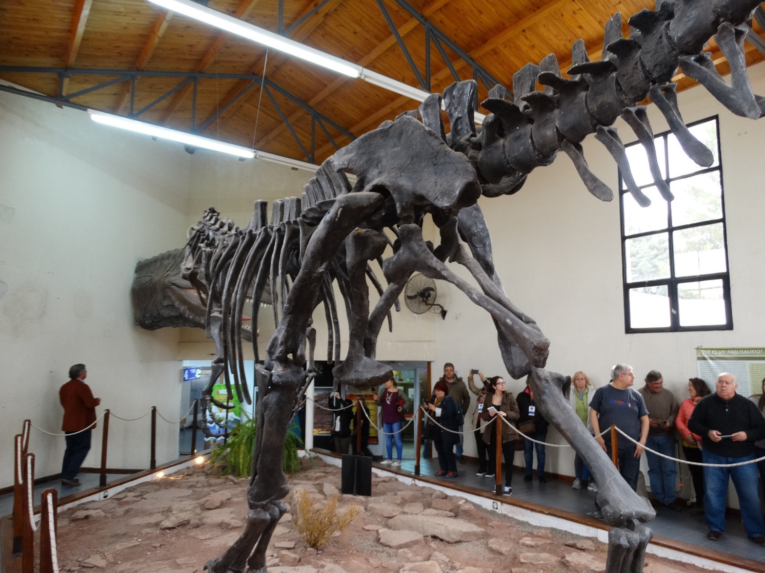 Museodinosaurio