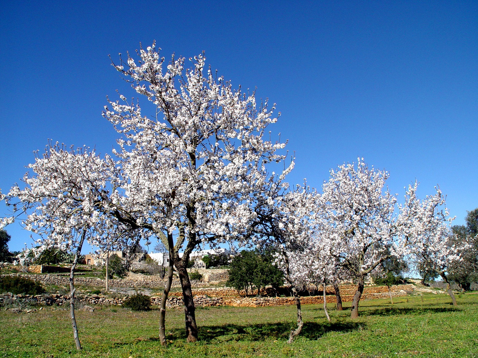 NATUREAlmendrosenflorXP