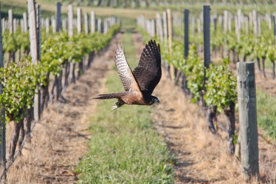 NewZealandnativefalconupcloseinMarlborough