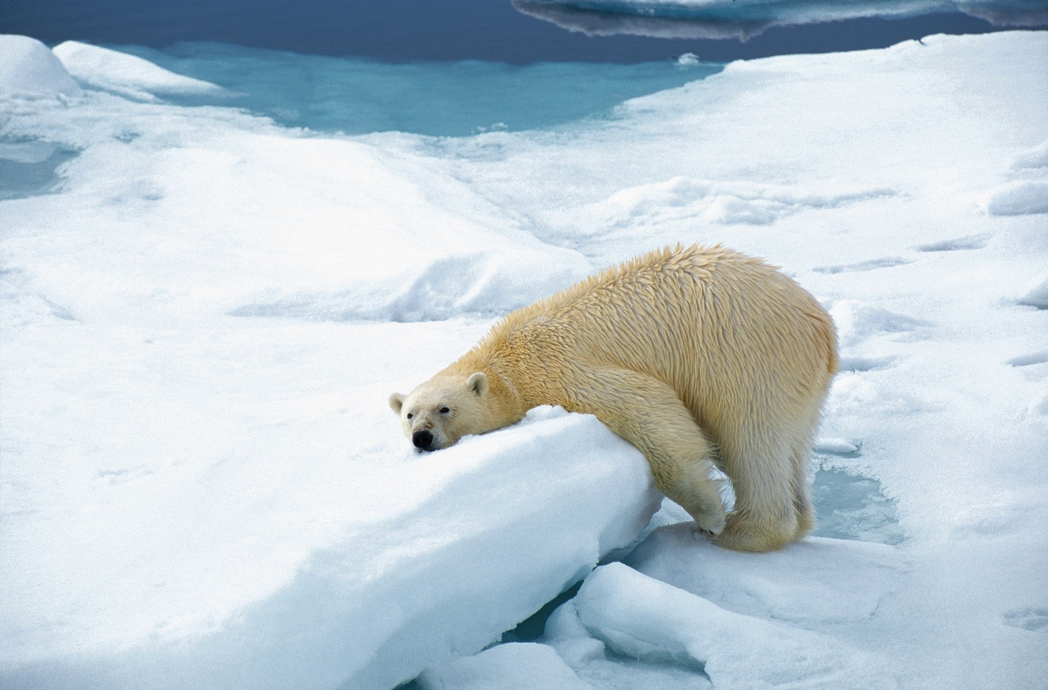 PolarBearbyRinievanMeurs1500