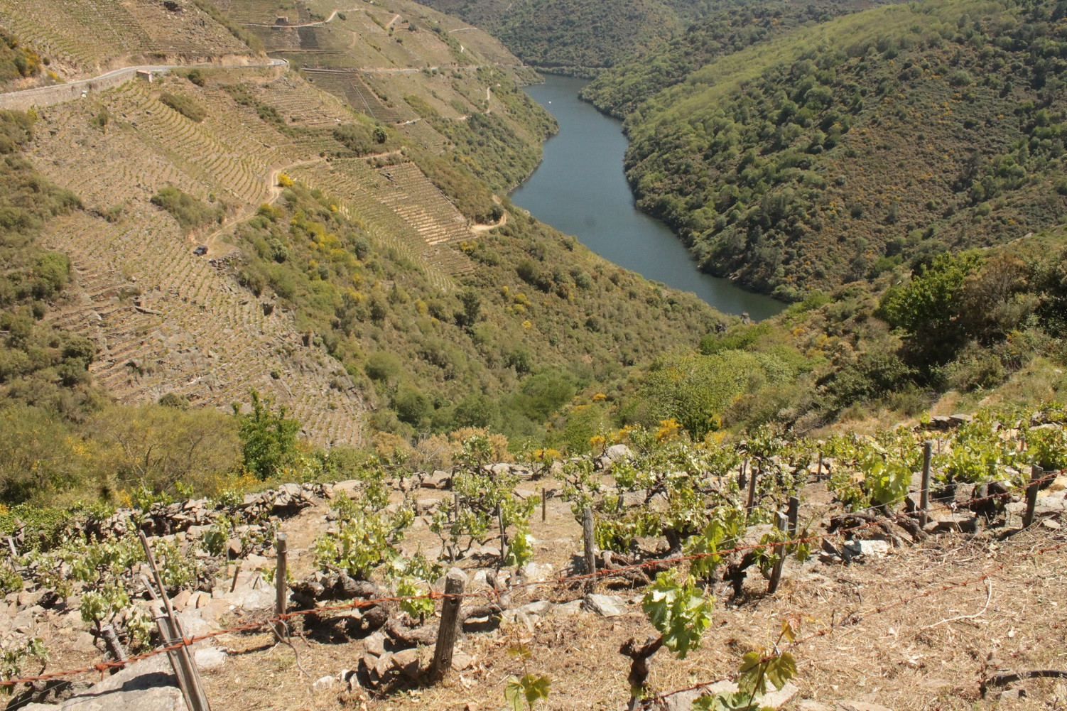 RibeiraSacrapaisaxe4.AlexEst
