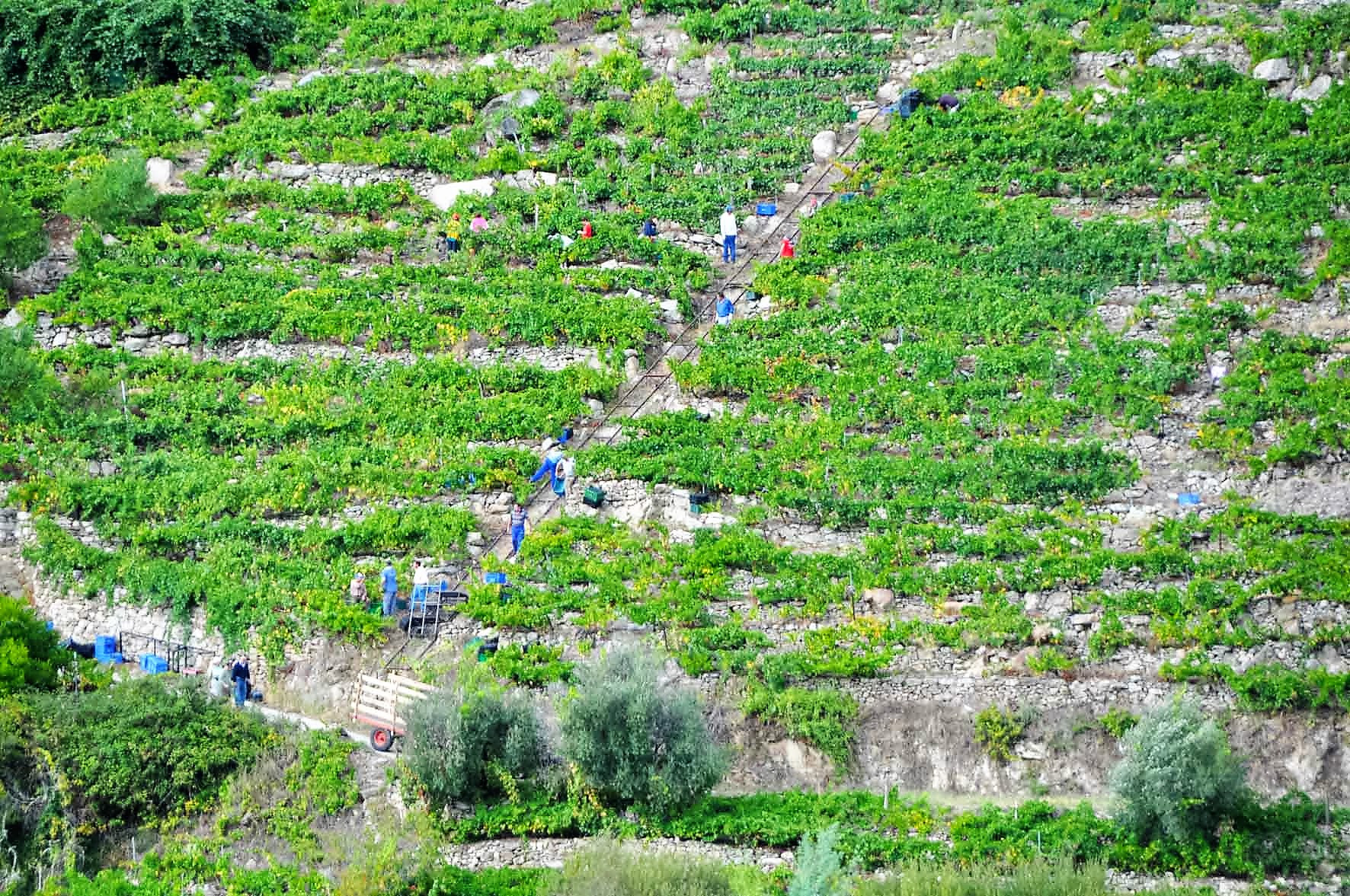 RibeiraSacravendimiaronseldosil