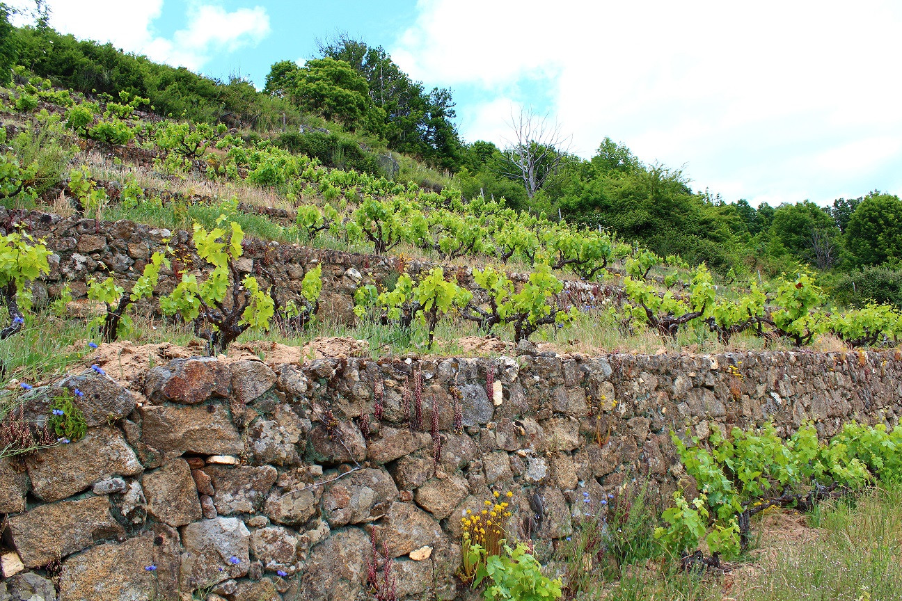 RutadelVinoSierradeFranciaseincorpora