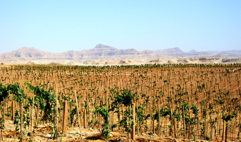 SaharaVineyards.Unusual Vineyards