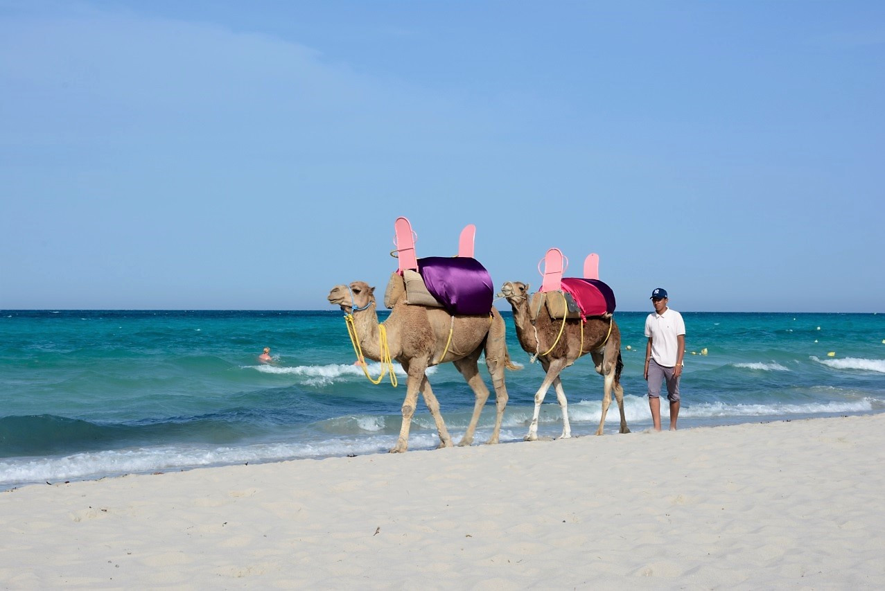 TunezDromedarios playa Djerba Tnez