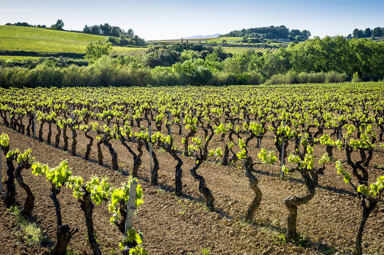 VIEDOSDEVILAFRANCADELPENEDES