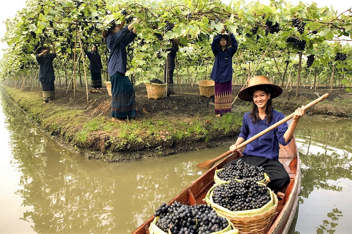 ViedosflotantesSiamWinery