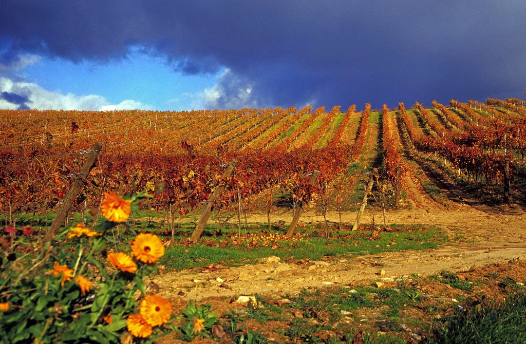 VillafrancadelBierzo05.Vinedos