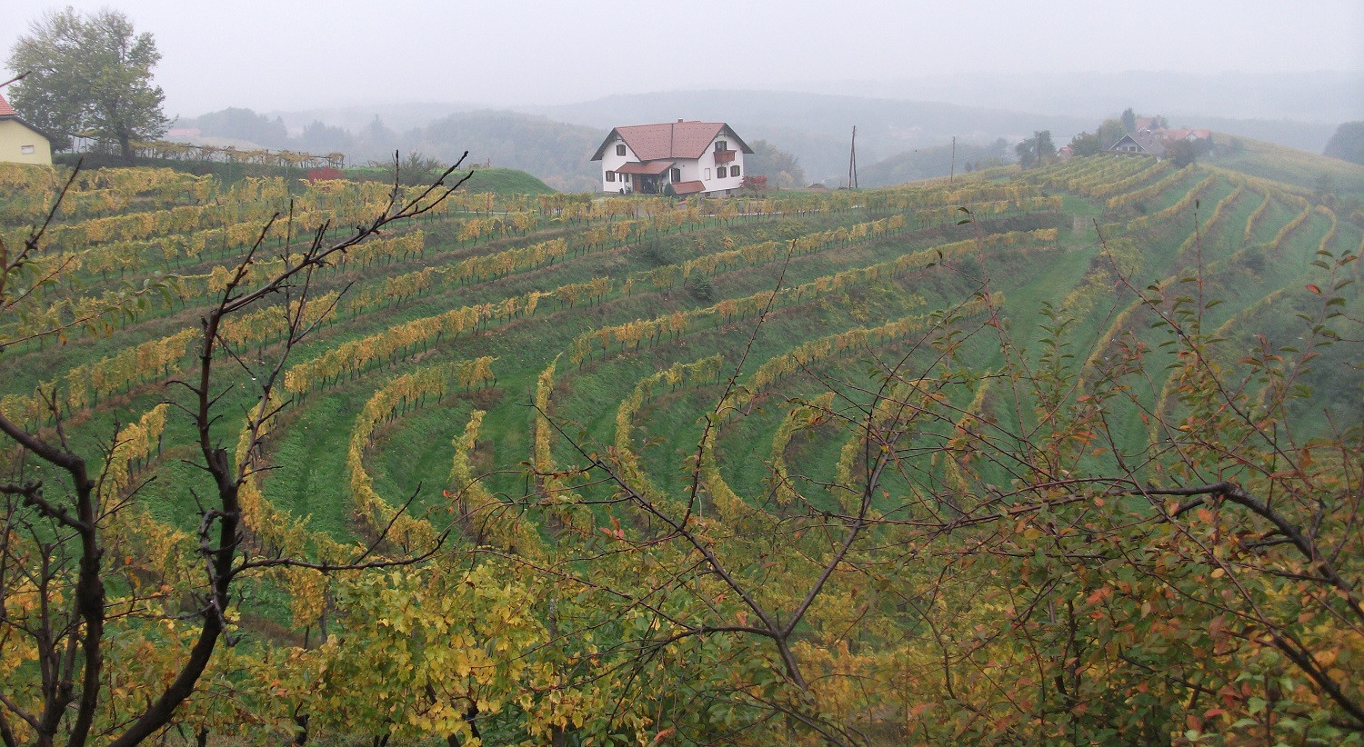 VineyardsInTheJeruzalemWineRegionInSlovenia...DSCF2069