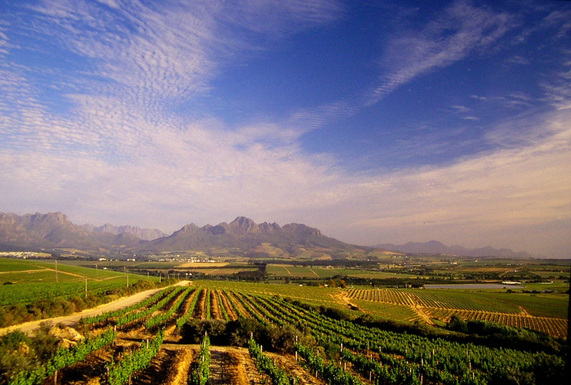 VineyardswithSimonsberg1