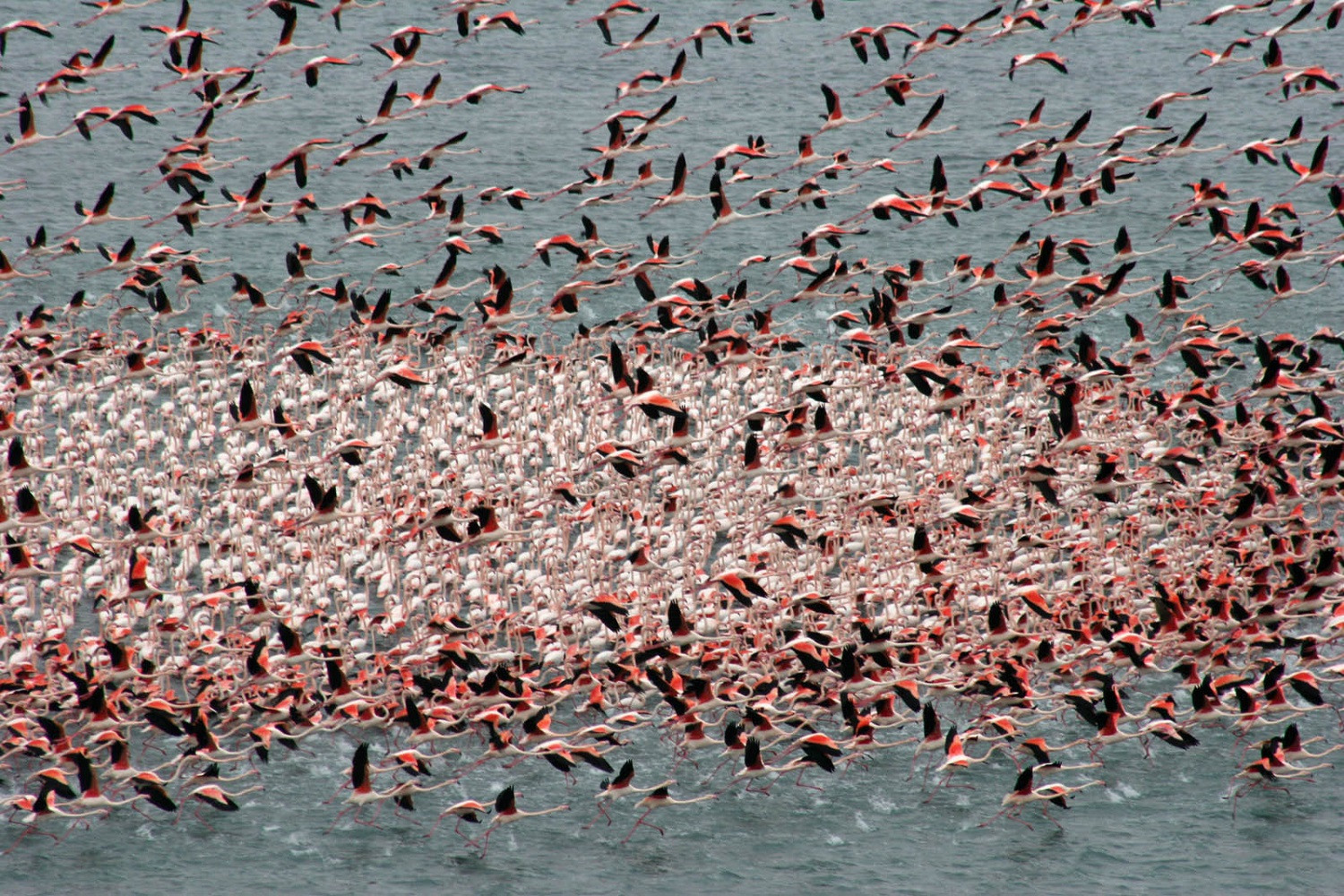 Osennee skoplenie flamingo na tengize koshkin1500