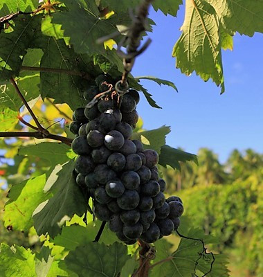 Tahituvasgrapes2