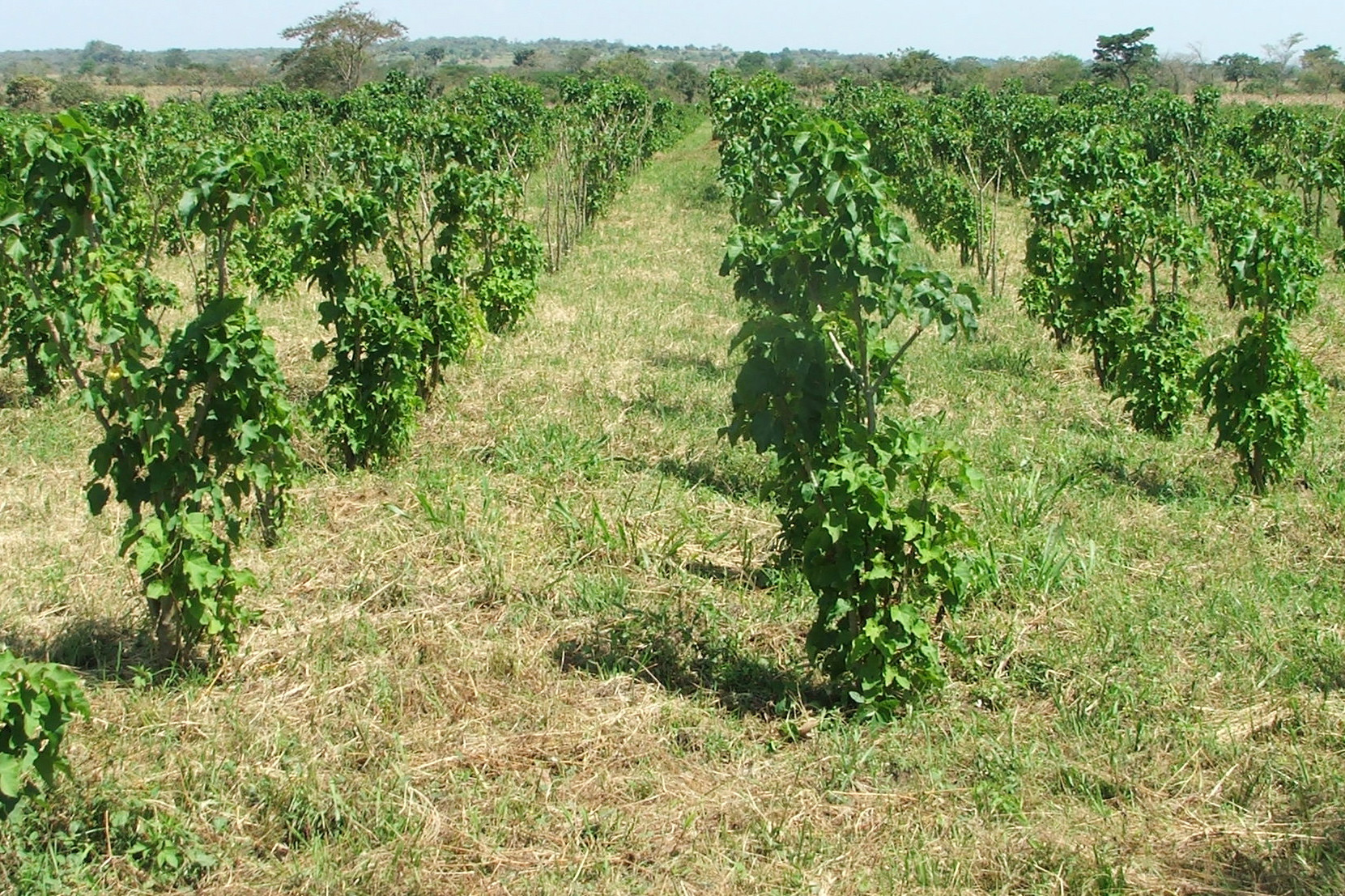 ViedosenUganda