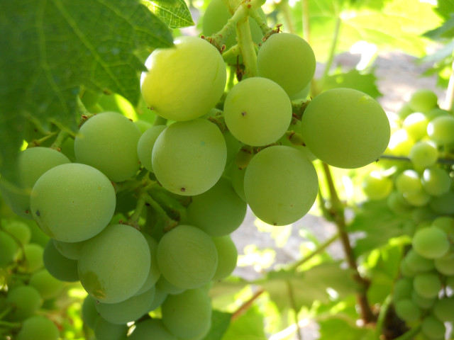 Uvas