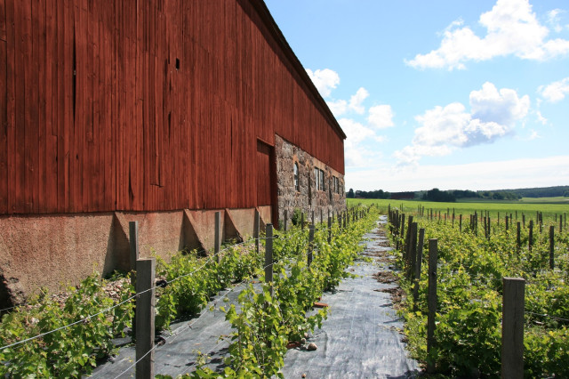 Vinstockar vid ladugard sommar1388