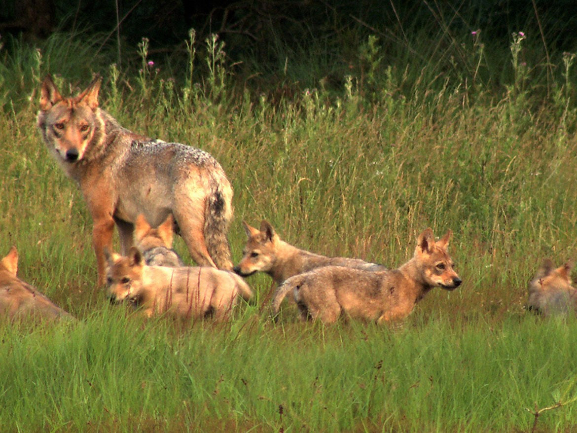 Wolfsrudel biohotel kenners landlust