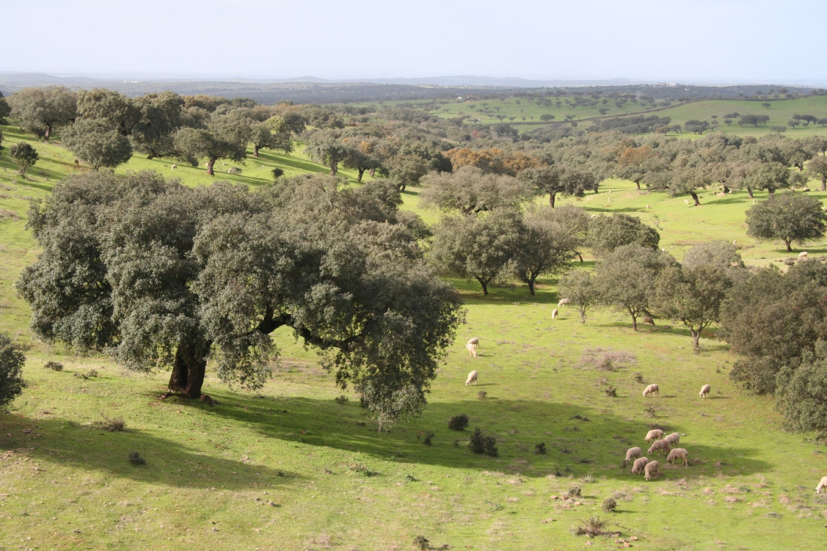 Arochenoudar246 1500
