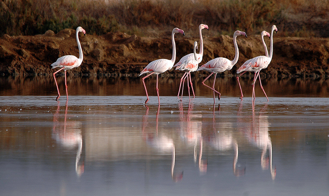 Flamencos en el Algarve   Cru00e9ditos Luis Brito