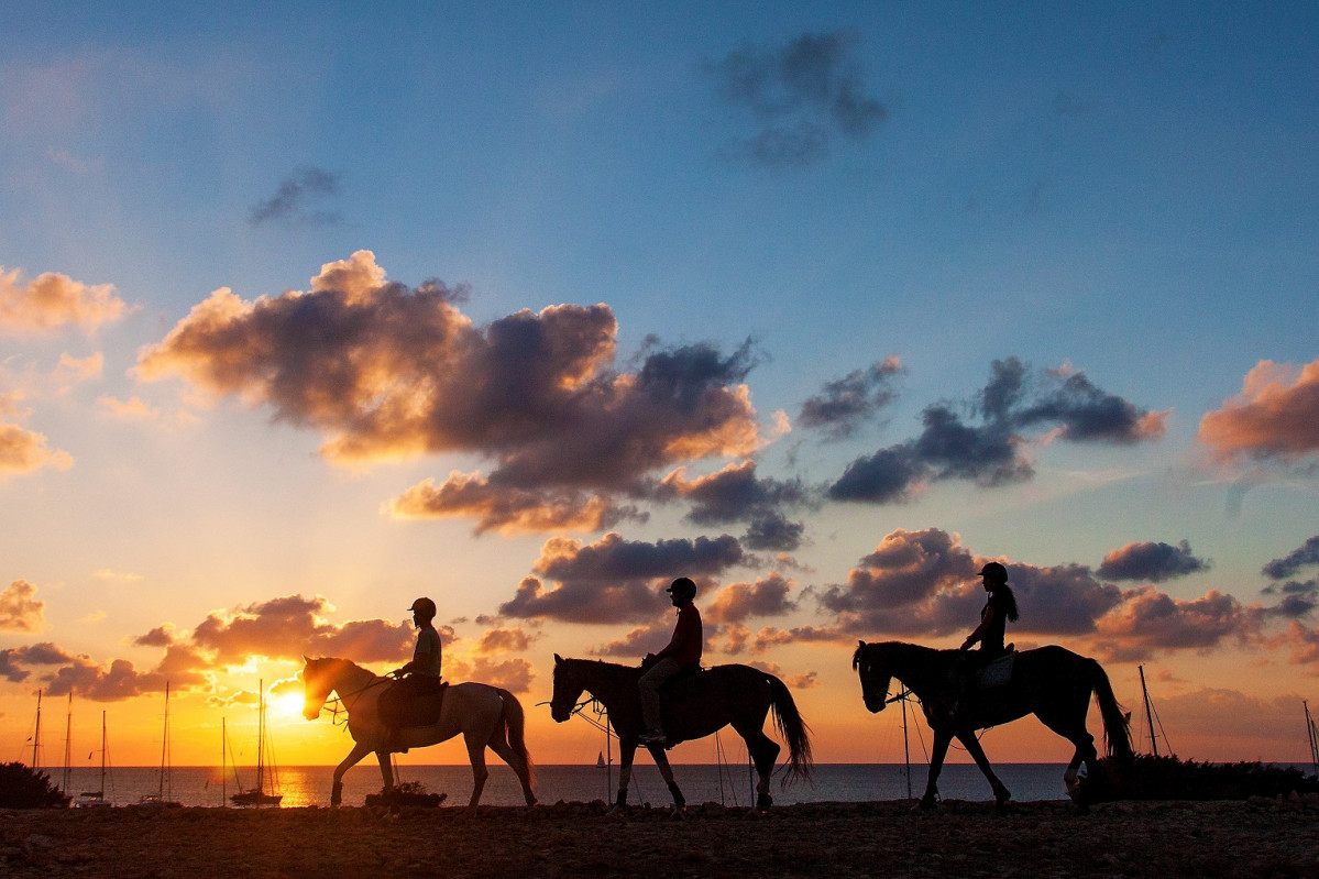 Equitacio AlfredoMontero