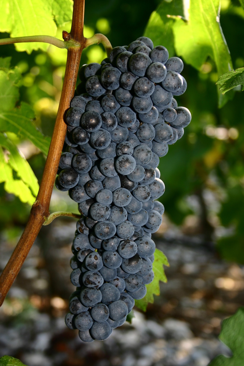 Diolinoir uva 1520