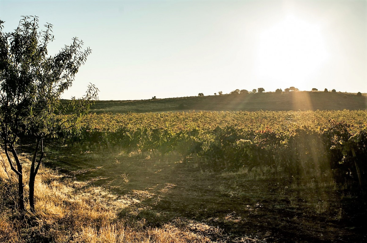 Riberra del Duero paisaje