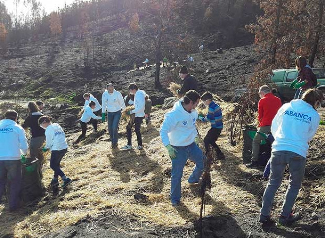 Plantando arboles nas neves