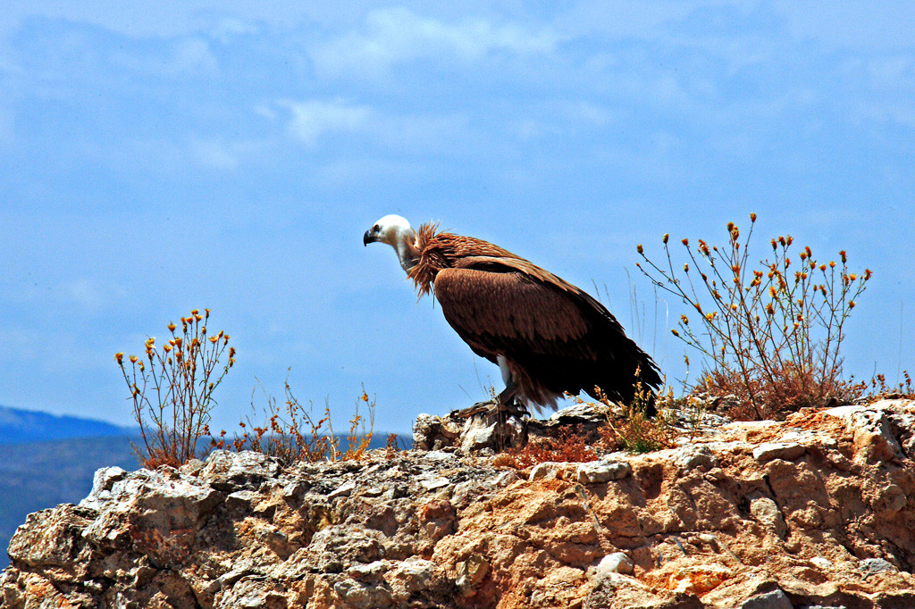 20 Buitre Leonado