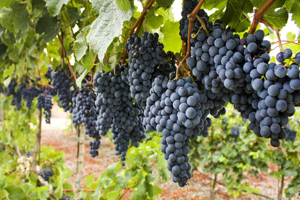 Uva Tannat.jpgEl tannat es considerado por los uruguayos un patrimonio nacional